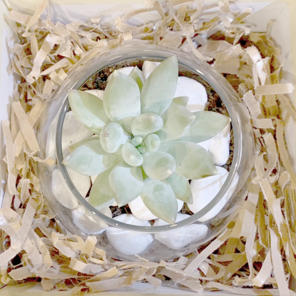 Succulent Gift Box - Pachyphytum 'Moon Silver'